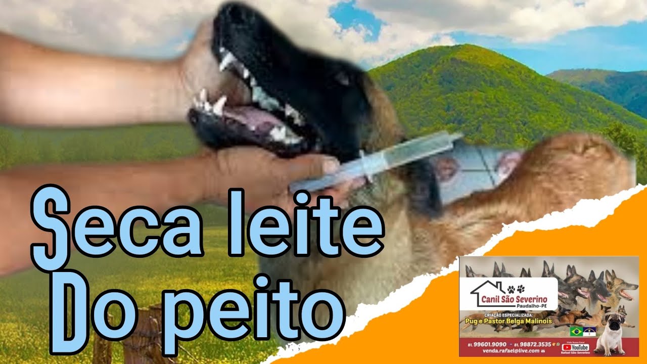 Veja como Secar o leite do peito da sua cadela - YouTube