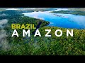 Amazon brazil piranhas monkeys and dolphins in worlds best jungle