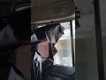 DAF XF503/A1 🇩🇪 Germany#follower car window tinting Yassine sk4