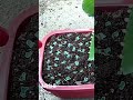 How to Grow Mother of Thousand Plant Babies #shorts #youtubeshorts