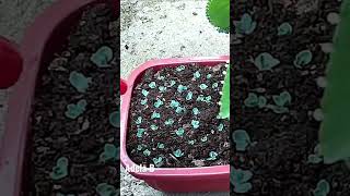 How to Grow Mother of Thousand Plant Babies #shorts #youtubeshorts