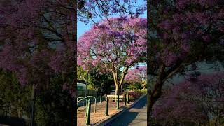 Spring in Australia 2022 #jacaranda #purple #spring #australia #shorts #nature #travelaustralia