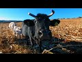 Vacas en realidad virtual | VR Experience #82