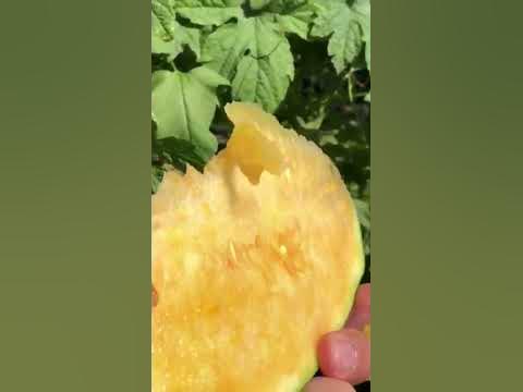 Арбуз Сладкий Сибиряк - YouTube