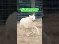 This Extinct Animal Has Now Come Back to Life | #shorts