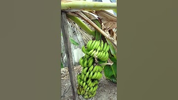 Chuối Già Nhà Trồng Chín Cây Quá Đỉnh Luôn | Nhật Phụng 69 Vlog #shorts