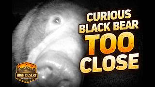 Black Bear Sniffs the Camera Up Close