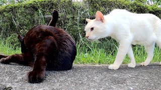 【猫の喧嘩】甘えん坊な黒猫に嫉妬深い薄茶シロ猫が近づいて来て・・・