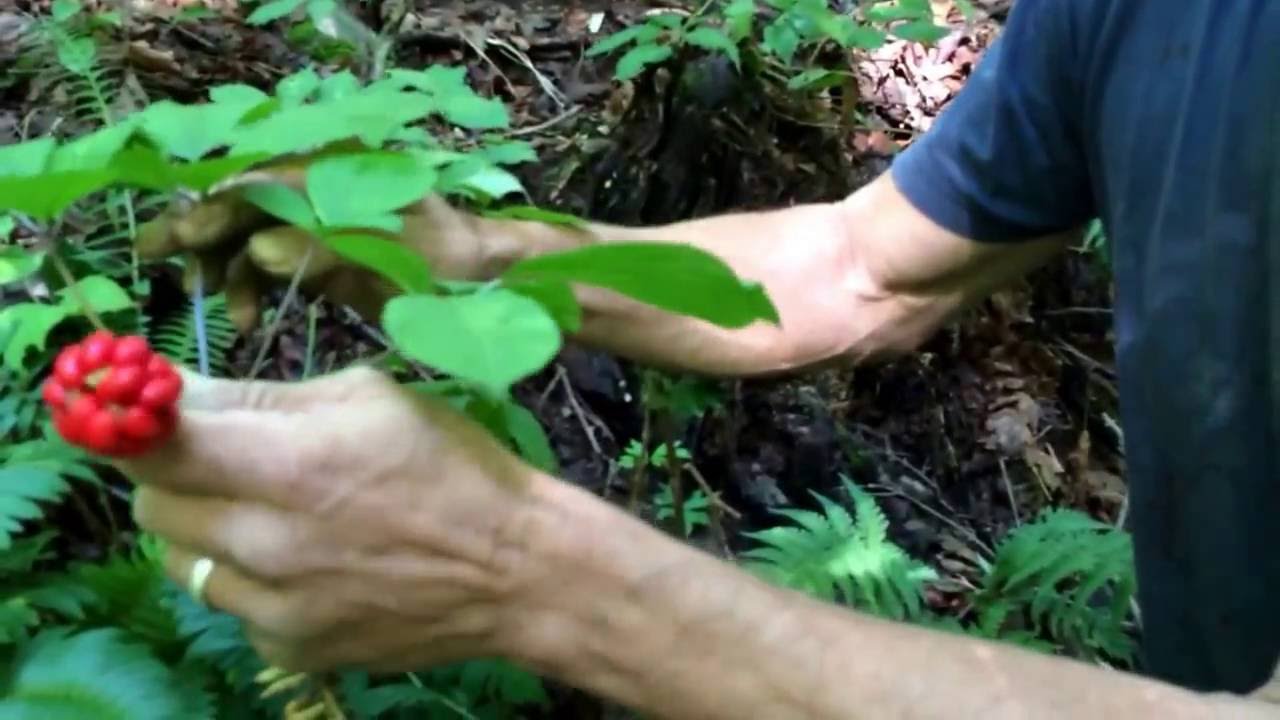 Part 4 Ginseng "The Berries are Red". And found my first Big Ones