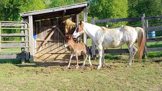 Jasper mule foal