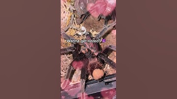 Tarantula pairing went almost wrong! 😳😱#arachnids #spider #tarantula #insects #spiders #tarantulas