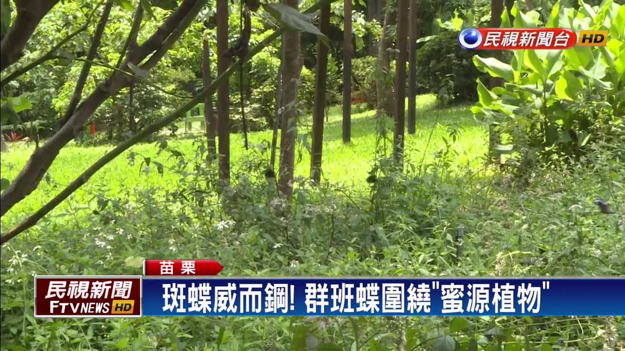 民視新聞台 mod 斑蝶威爾鋼!群蝶飛舞圍繞「蜜源植物」-民視新聞