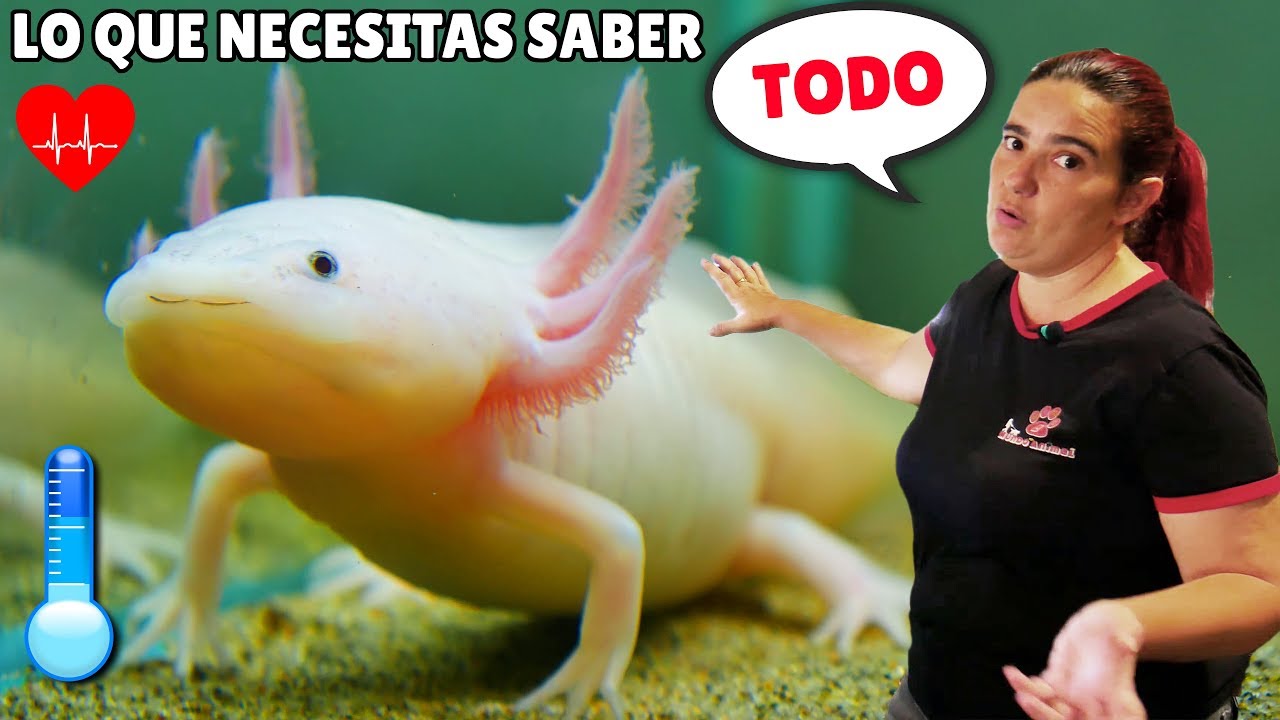 C MO Cuidar A AJOLOTES Axolote Gold Ajolote Albino Axolotes Negros Leuc stico 