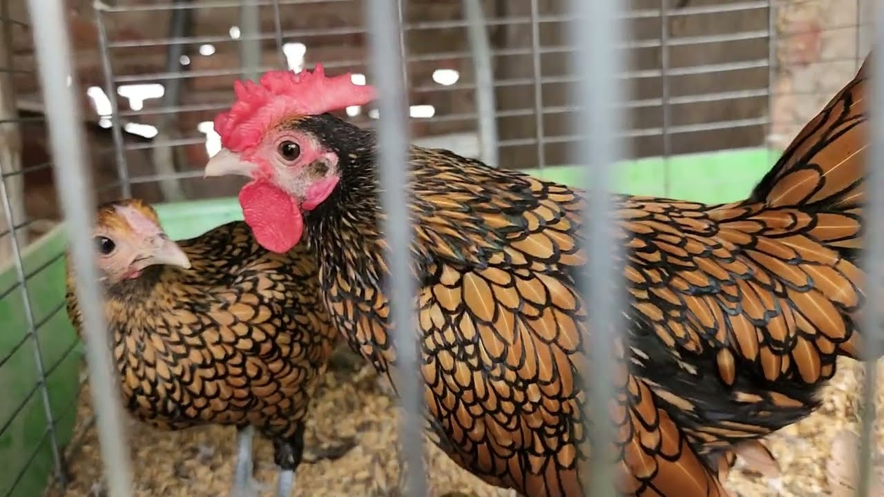 Gà tre vảy cá siêu đẹp nét nẹt