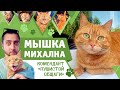 Мышка Бандитка😻 история появления / КОМЕНДАНТ ПУШИСТОЙ ОБЩАГИ