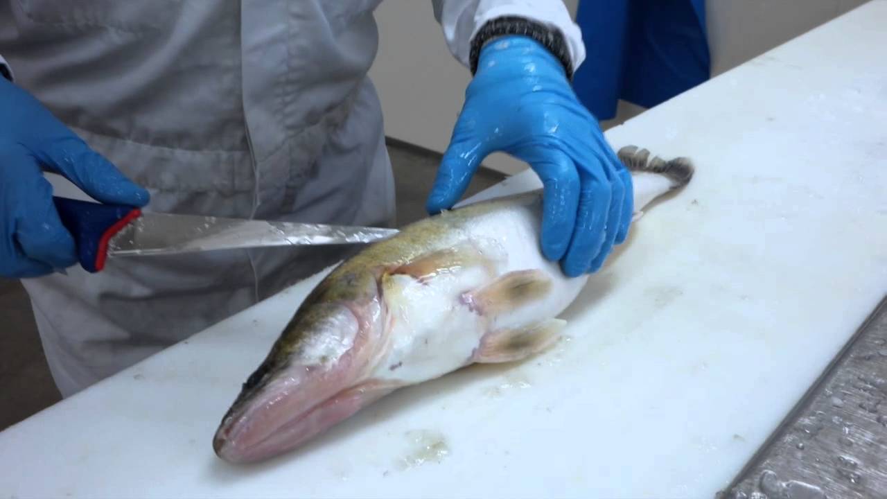 (V)isKatwijk:Snoekbaars