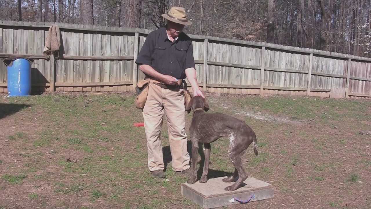 Dog Training Wv Dog Training Wv