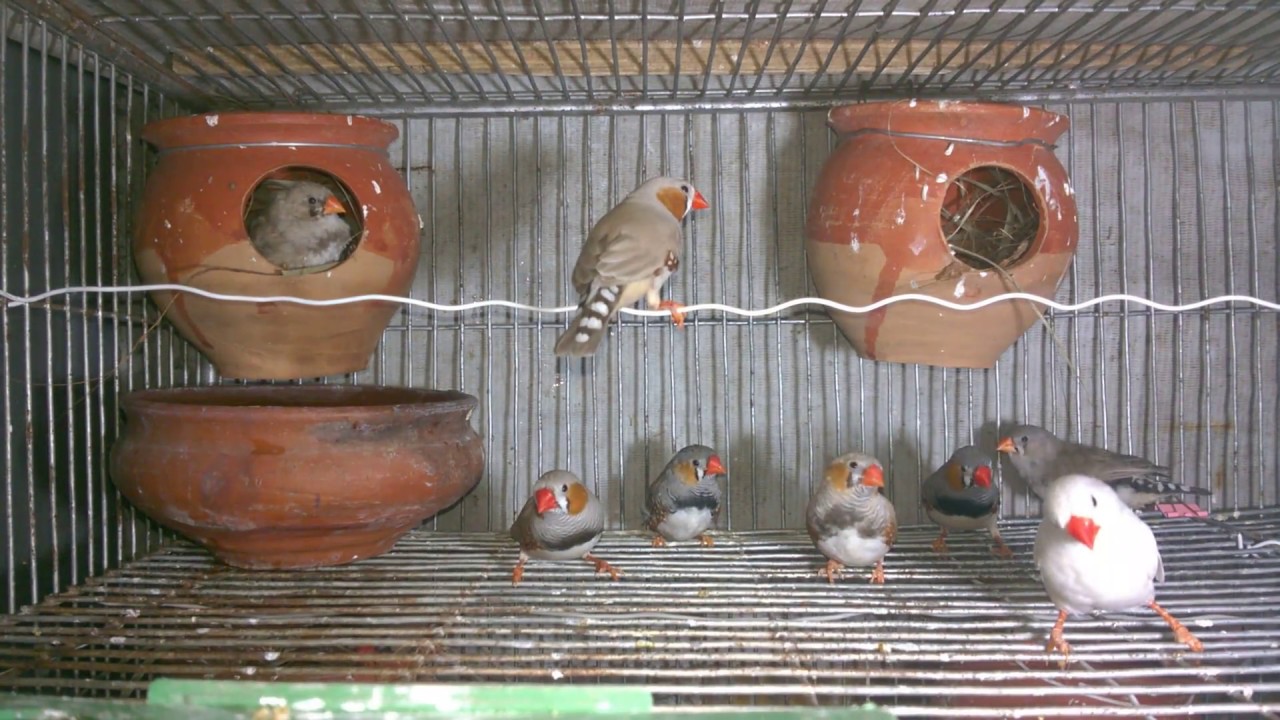 finch bird breeding