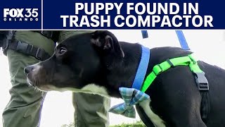 Puppy rescued from trash compactor at Daytona Beach apartment complex