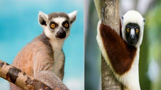 Tipos de lemur