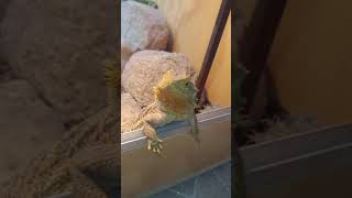 My Bearded Dragon Watching Me Making a Youtube Video #shorts