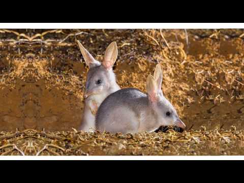 Video: Ką rodo indikatorinė rūšis?