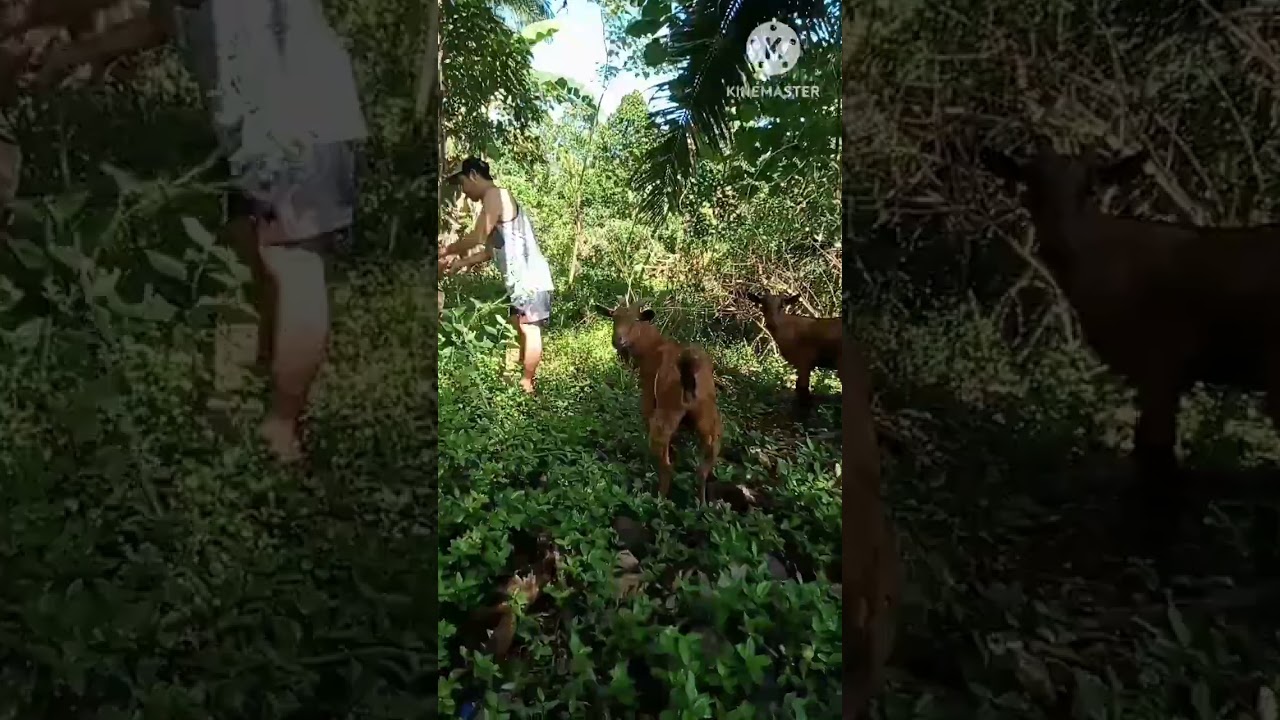 feeding small ruminant, organic goat