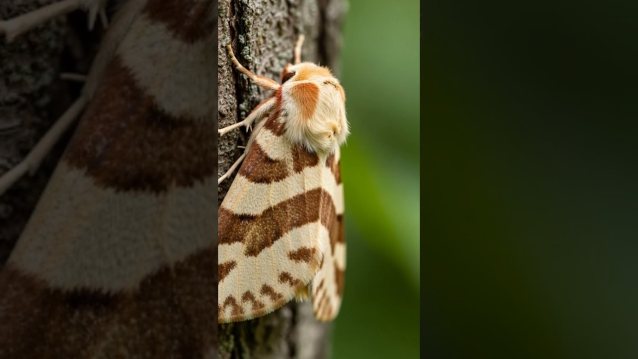 Is It a Twig or a Moth? You Decide!" Buff tip Moth 