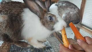 Saatnya Kasih Makan Kelinci Dia Nurut Banget,Gemesin.