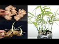 How to grow ginger in water and soil for beginners, Growing ginger at home