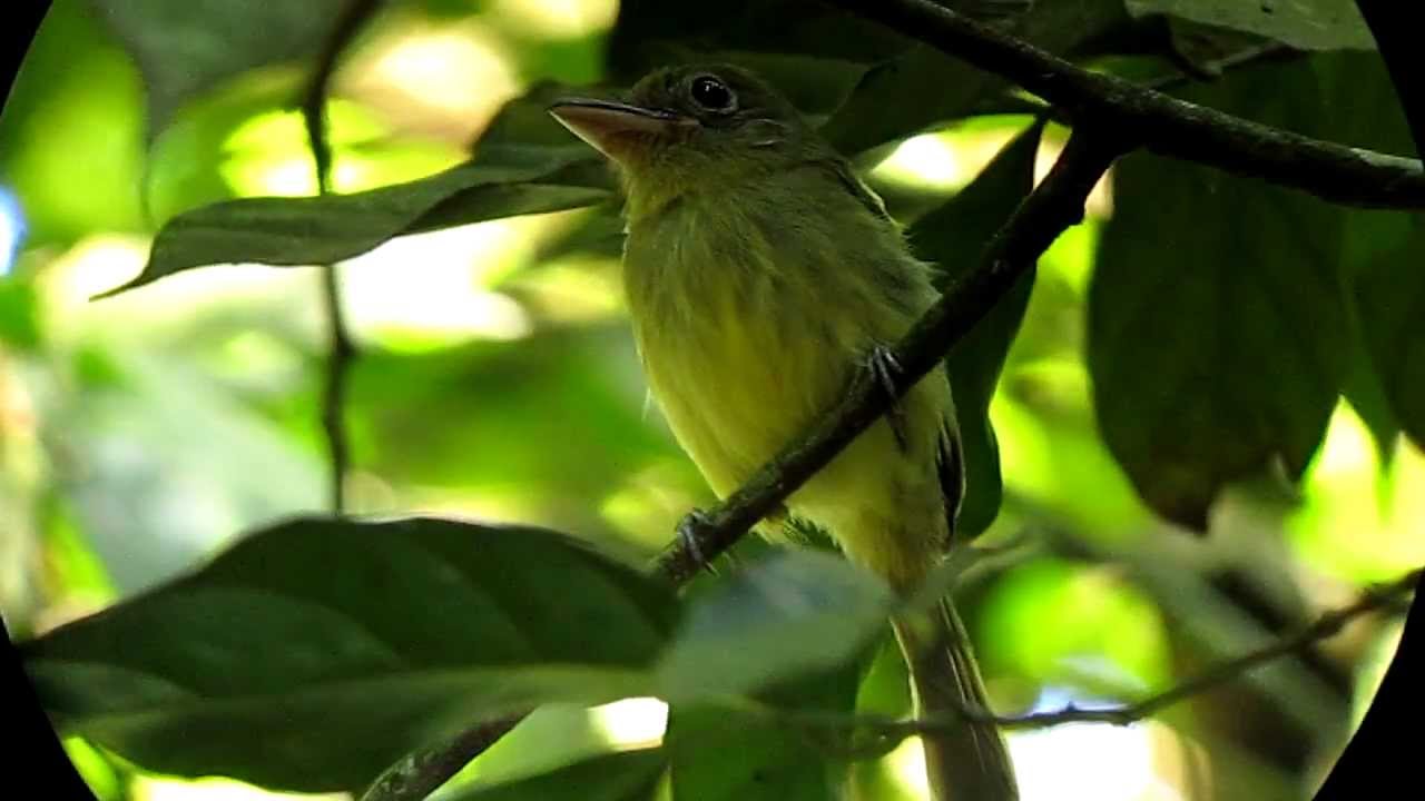 Olivaceous Flatbill - Rhynchocyclus olivaceus - Rio Claro, Magdalena