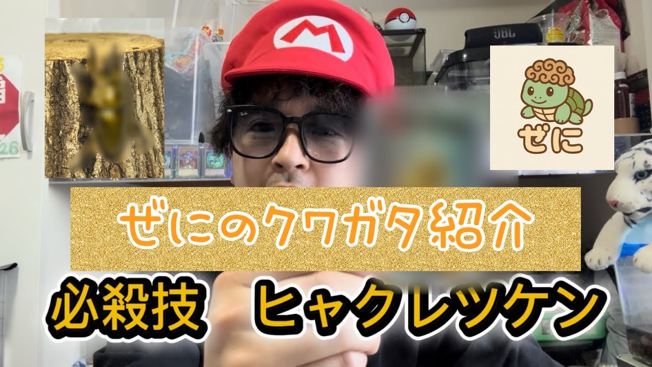 ぜにの家のクワガタ紹介〜美しきゴールドボディー〜