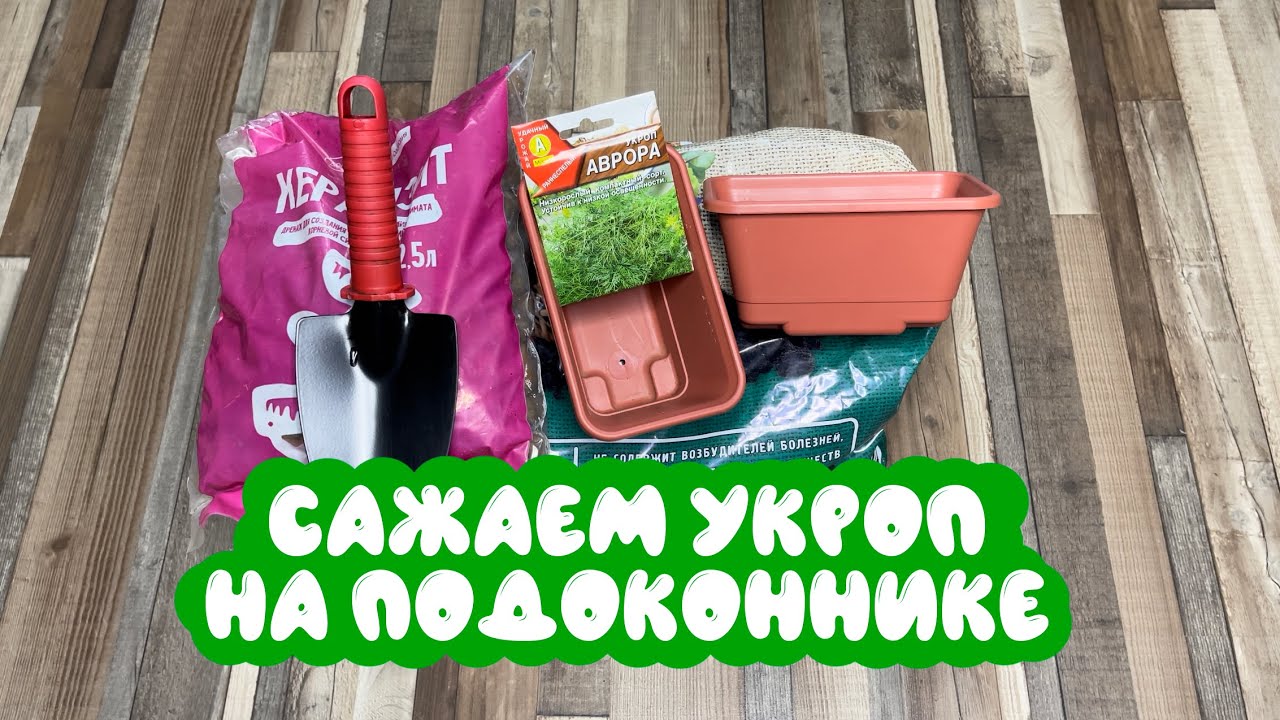Как посадить укроп дома: подробная инструкция