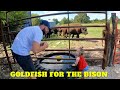Bison Tough Water Tank Test!