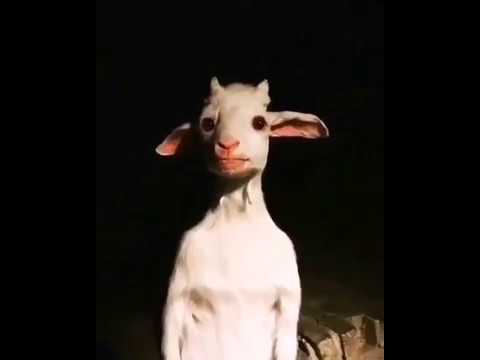 فيديو المعزة المخيف الاصلي 