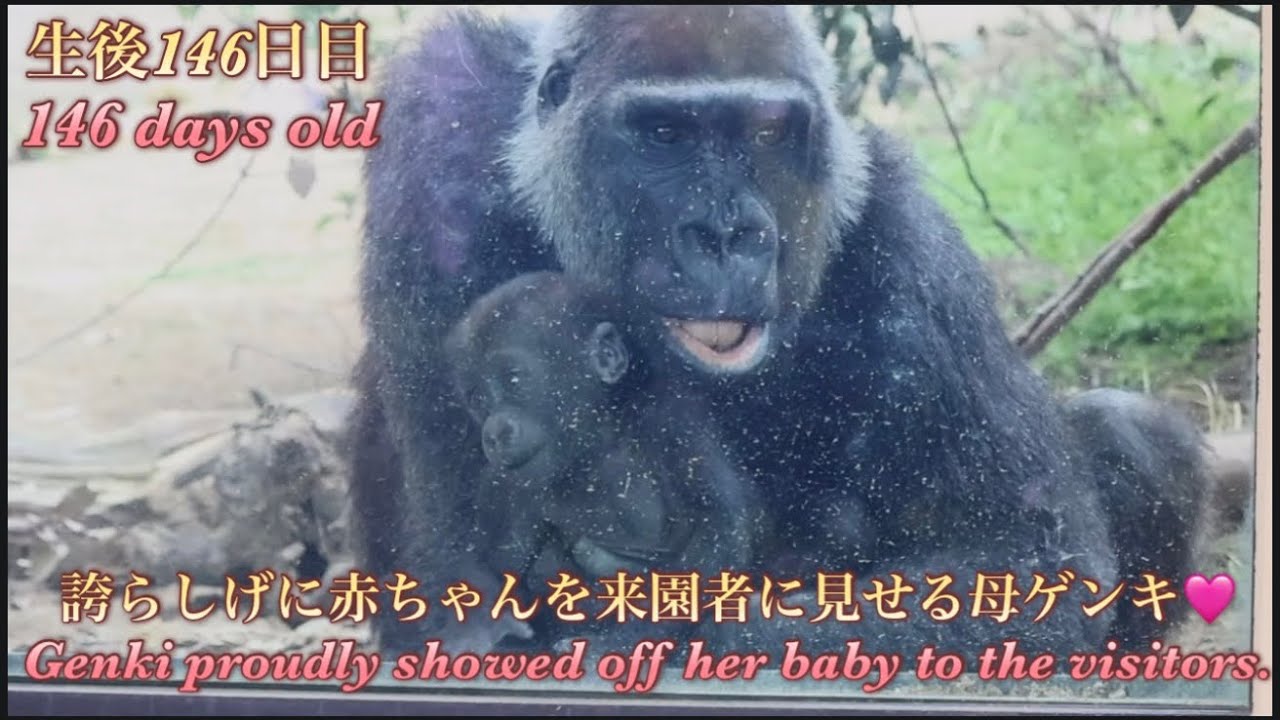 Gorilla⭐️Genki sat facing the zoo visitors, proudly showing off