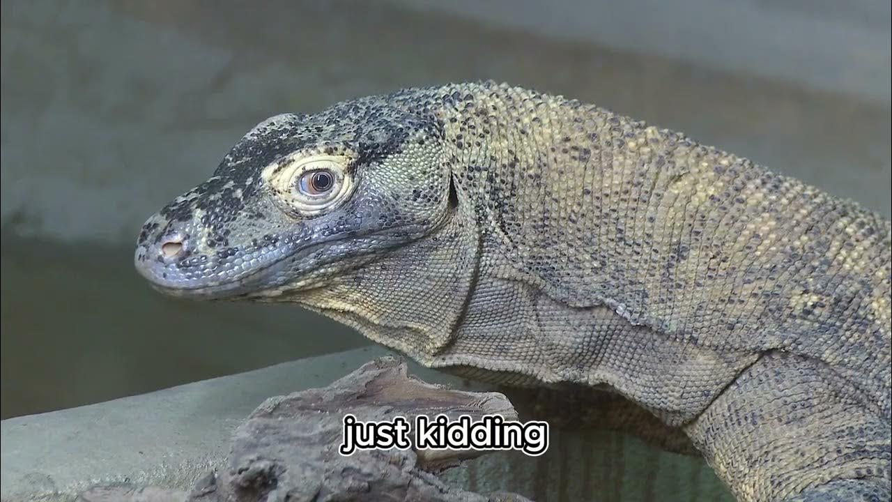 THE KOMODO DRAGON-Surprising Facts About Lizards That Will Make Your
