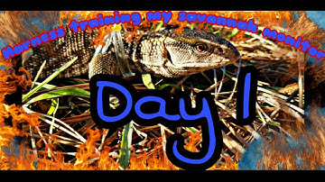 Day 1 Walking(harness training) my juvenile savannah monitor lizard