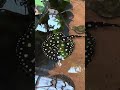 Опасный электрический скат Опасный электрический скат