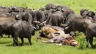 100 Buffalo vs Lion - Mad Buffalo herd killed the Lion | Leopard, Lion hunts Wildebeest but failed