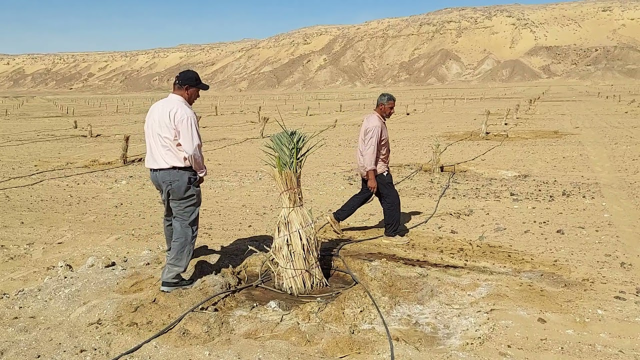 أزرعها  إية نخلة بنت الجورة ولا الفسيلة العادية ما شاء الله نجاح باهر ومعدل نمو سريع جدا ؟!
