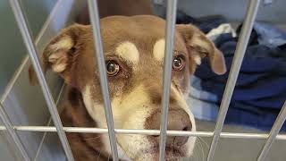 acs A683367