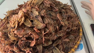 Mực khô nguyên con đầu mùa từ đảo Phú Quý Lh0936396450