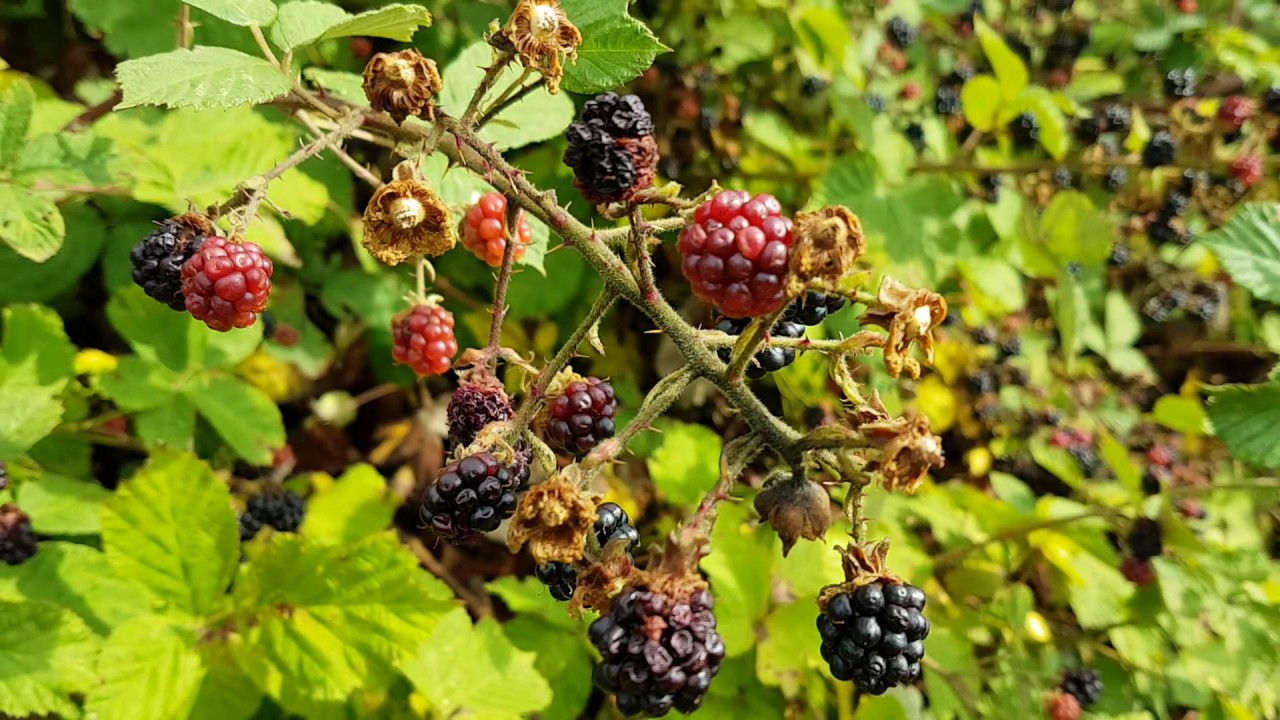 wildberries подольск работа отзывы