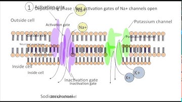 Action Potentials Dr. Neil Morris