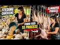 Chicken Farming Full Process | From Feed to process (slaughter) @chicken