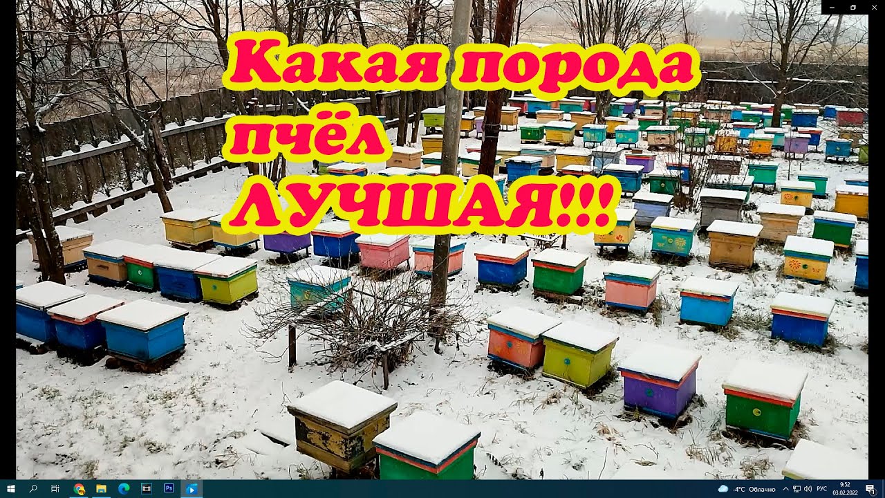 КАКАЯ ПОРОДА ПЧЁЛ ЛУЧШЕ, БАКФАСТ, КАРНИКА, КАРПАТКА И УСР, МОЯ ПРАКТИКА И СРАВНЕНИЕ ИХ В МОЕЙ ЗОНЕ.