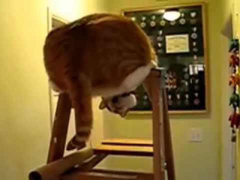 Смешные коты и кошки. Отпад! Очень смешной толстый кот)) - YouTube