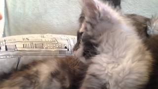 Julie Plus Positive, Female