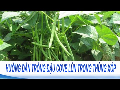 cách trồng đậu cove bụi